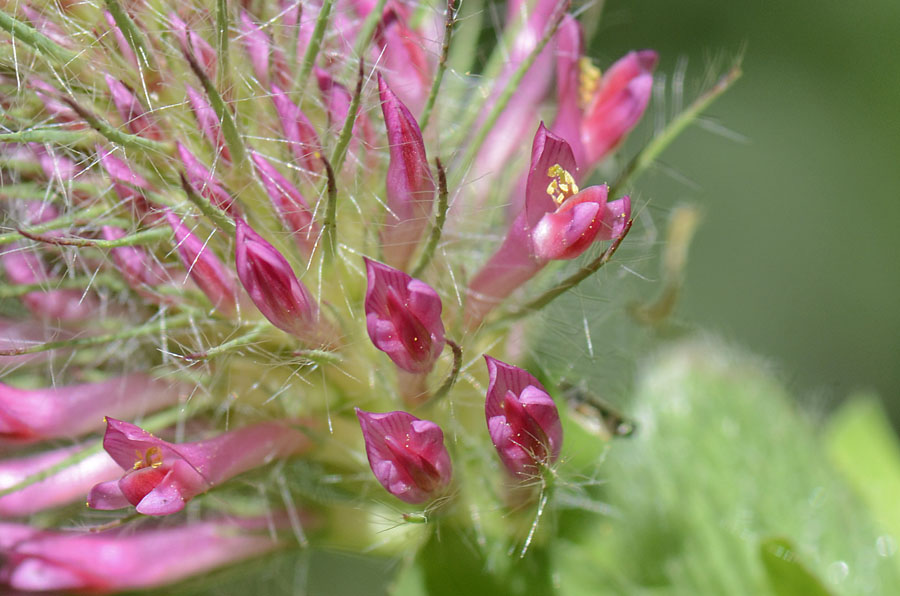 Trifolium rubens / Trifoglio rosseggiante